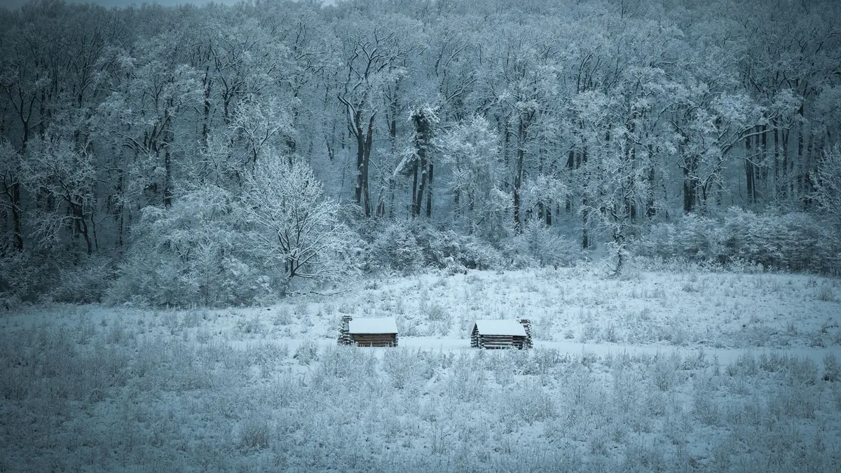 Snow-covered forest under a pale winter sky